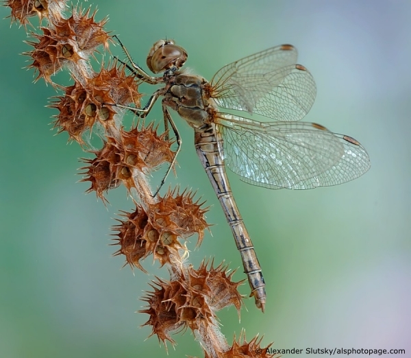 Sympetrum vulgatum (Linnaeus, 1758)
