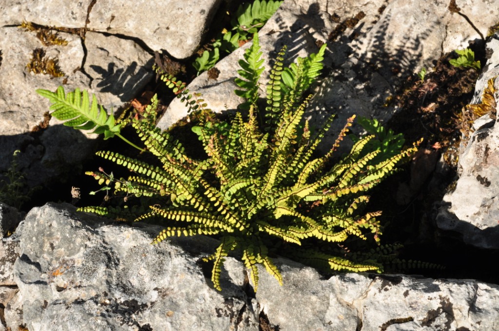 Asplenium trichomanes L.