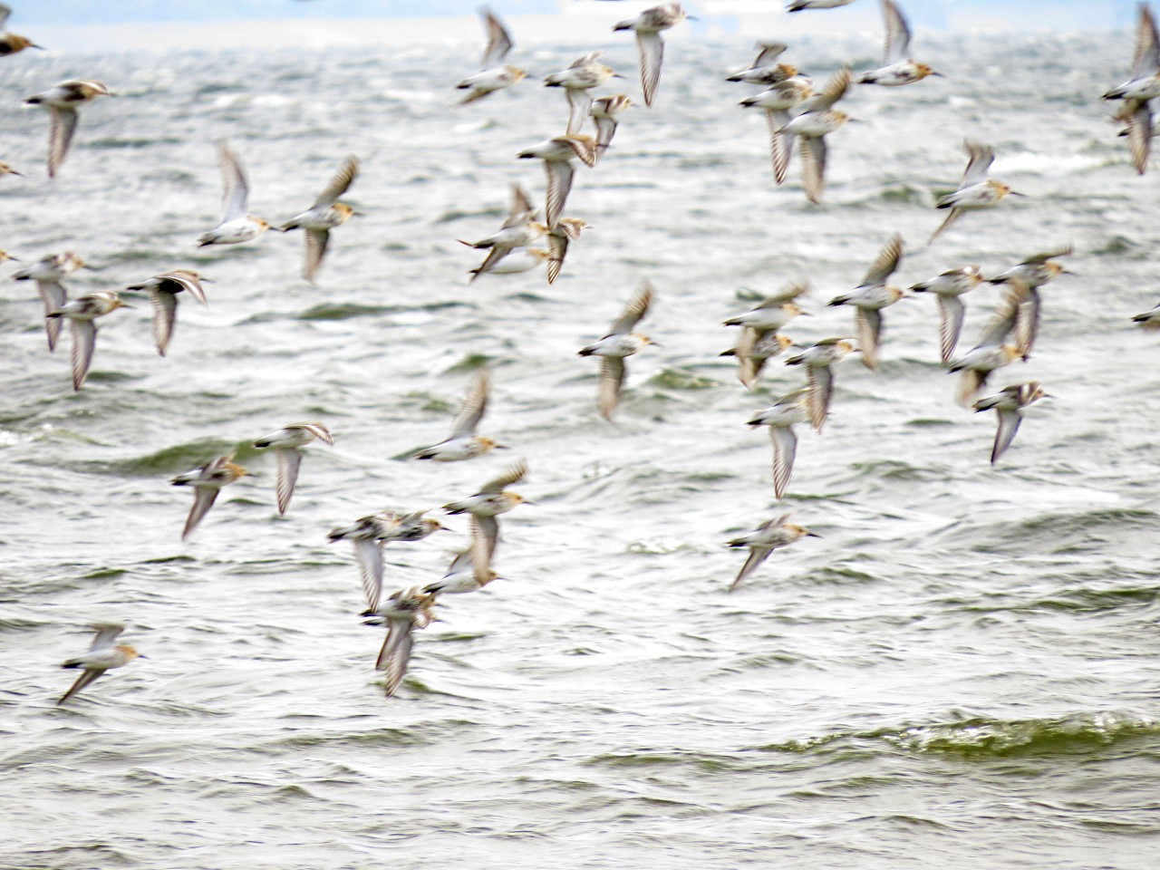 Calidris alpina (Linnaeus, 1758)