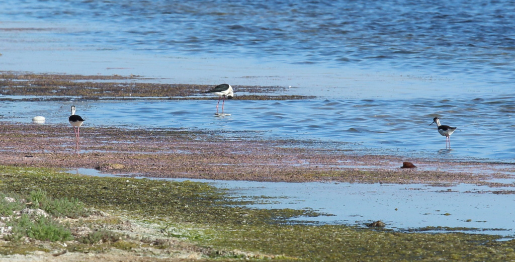 Himantopus himantopus (Linnaeus, 1758)