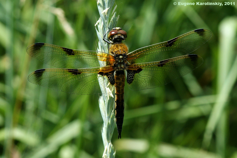 Libellula quadrimaculata Linnaeus, 1758