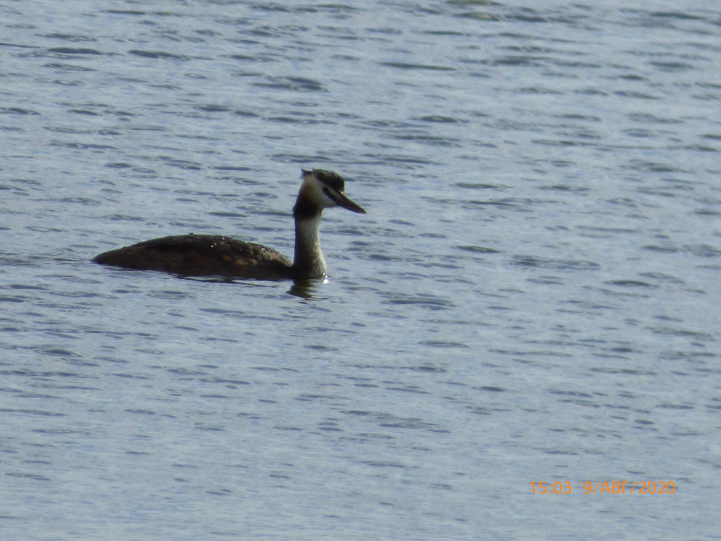 Podiceps cristatus (Linnaeus, 1758)