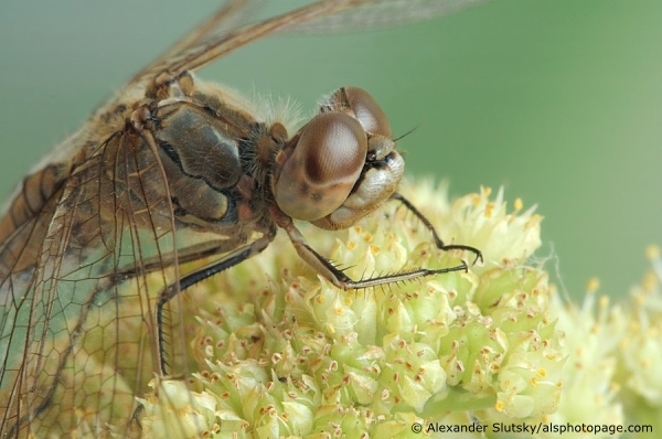 Sympetrum vulgatum (Linnaeus, 1758)