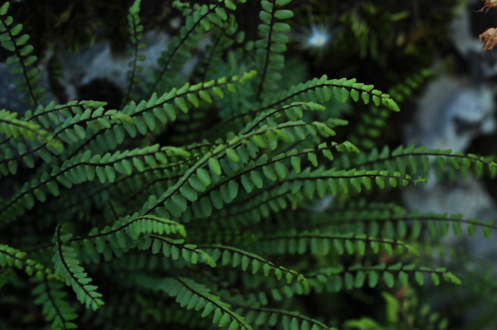 Asplenium trichomanes L.