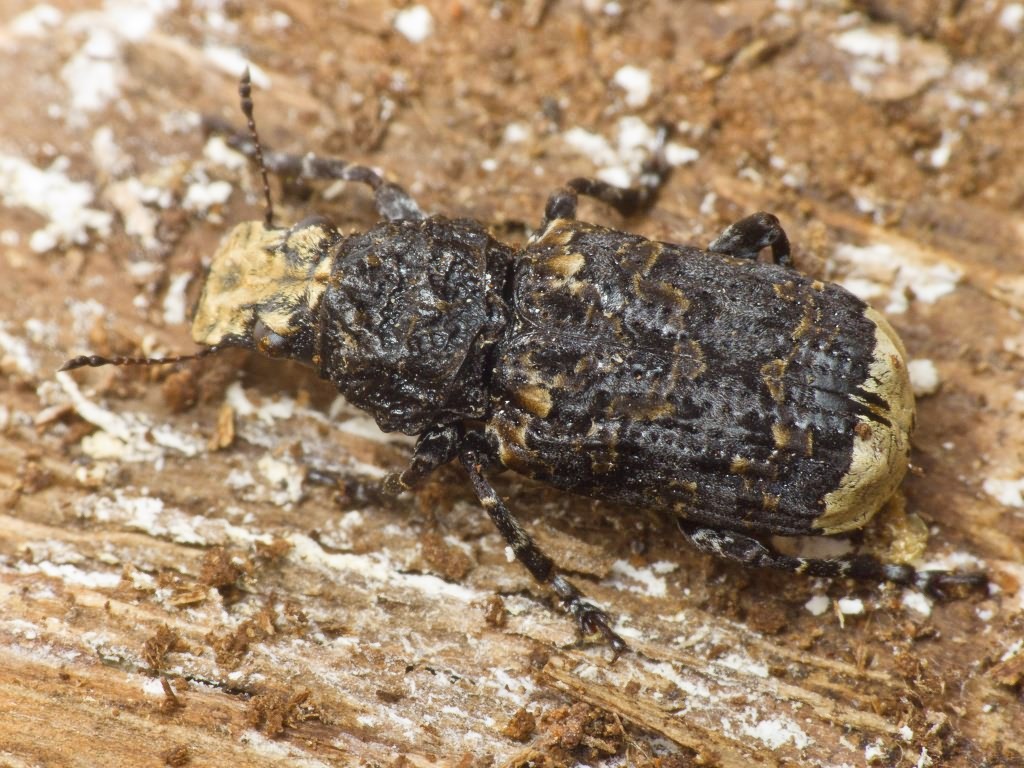 Platyrhinus resinosus (Scopoli, 1763)