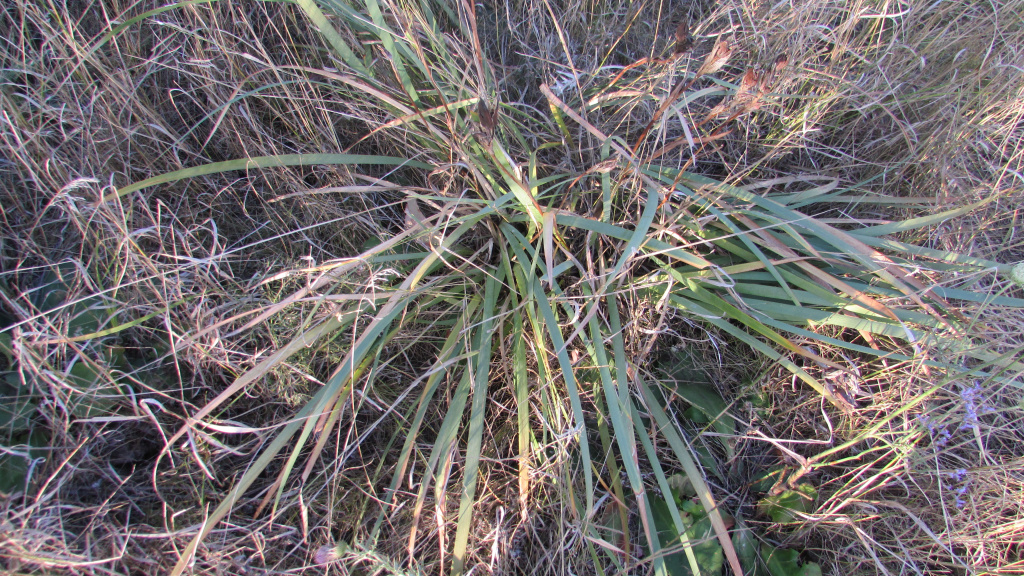 Iris halophila Pall.