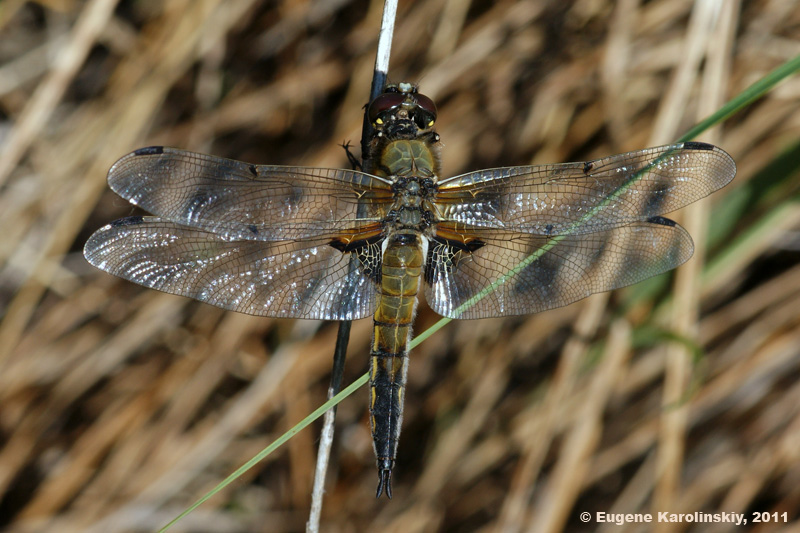 Libellula quadrimaculata Linnaeus, 1758