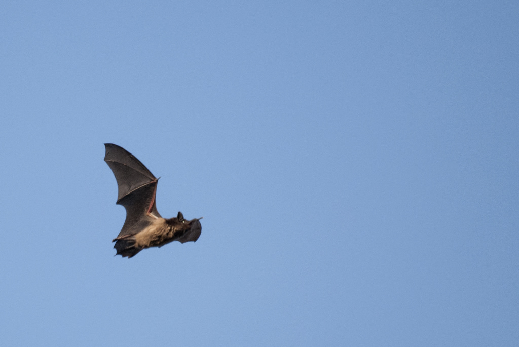 Eptesicus serotinus (Schreber, 1774)