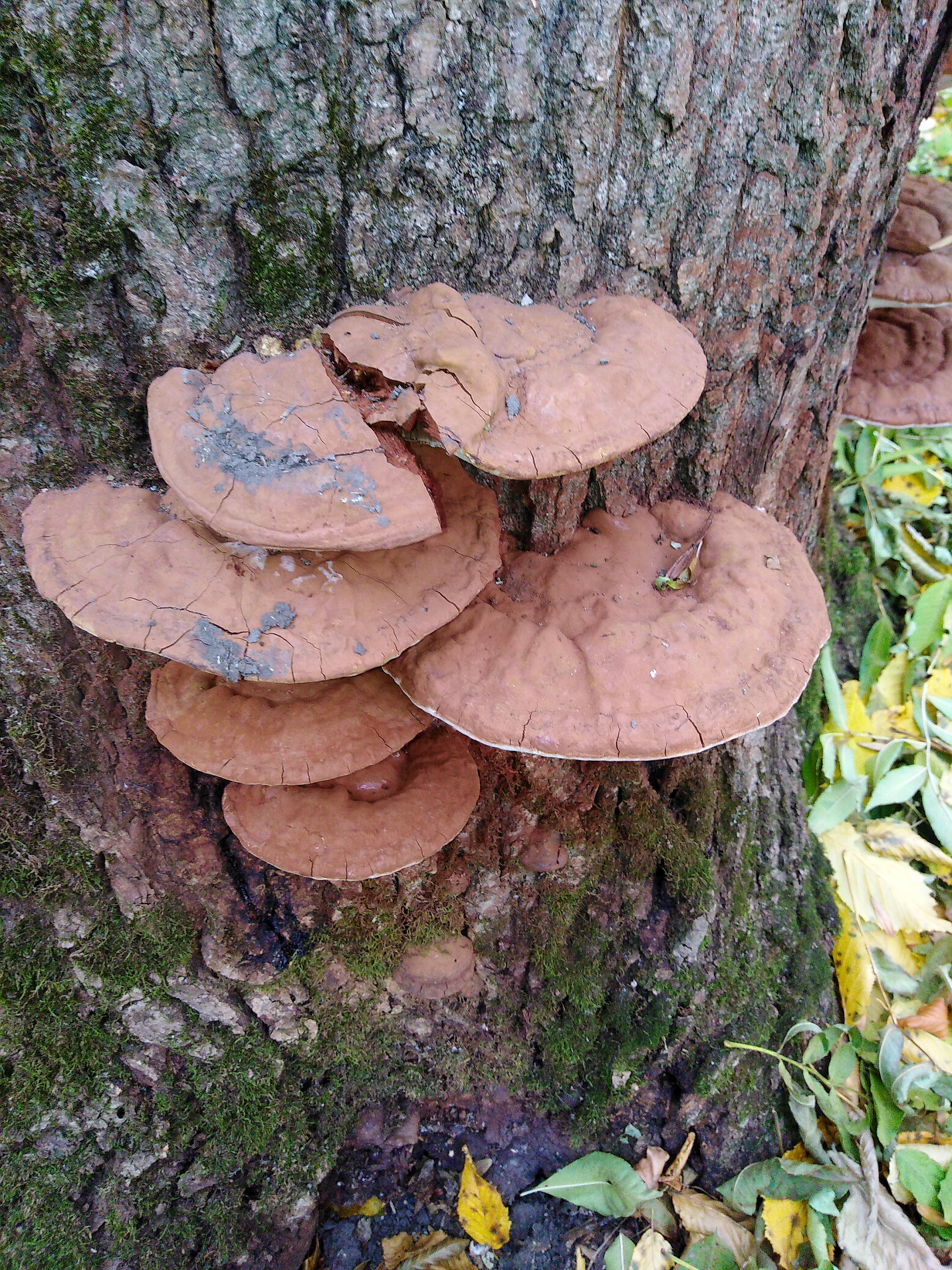 Ganoderma