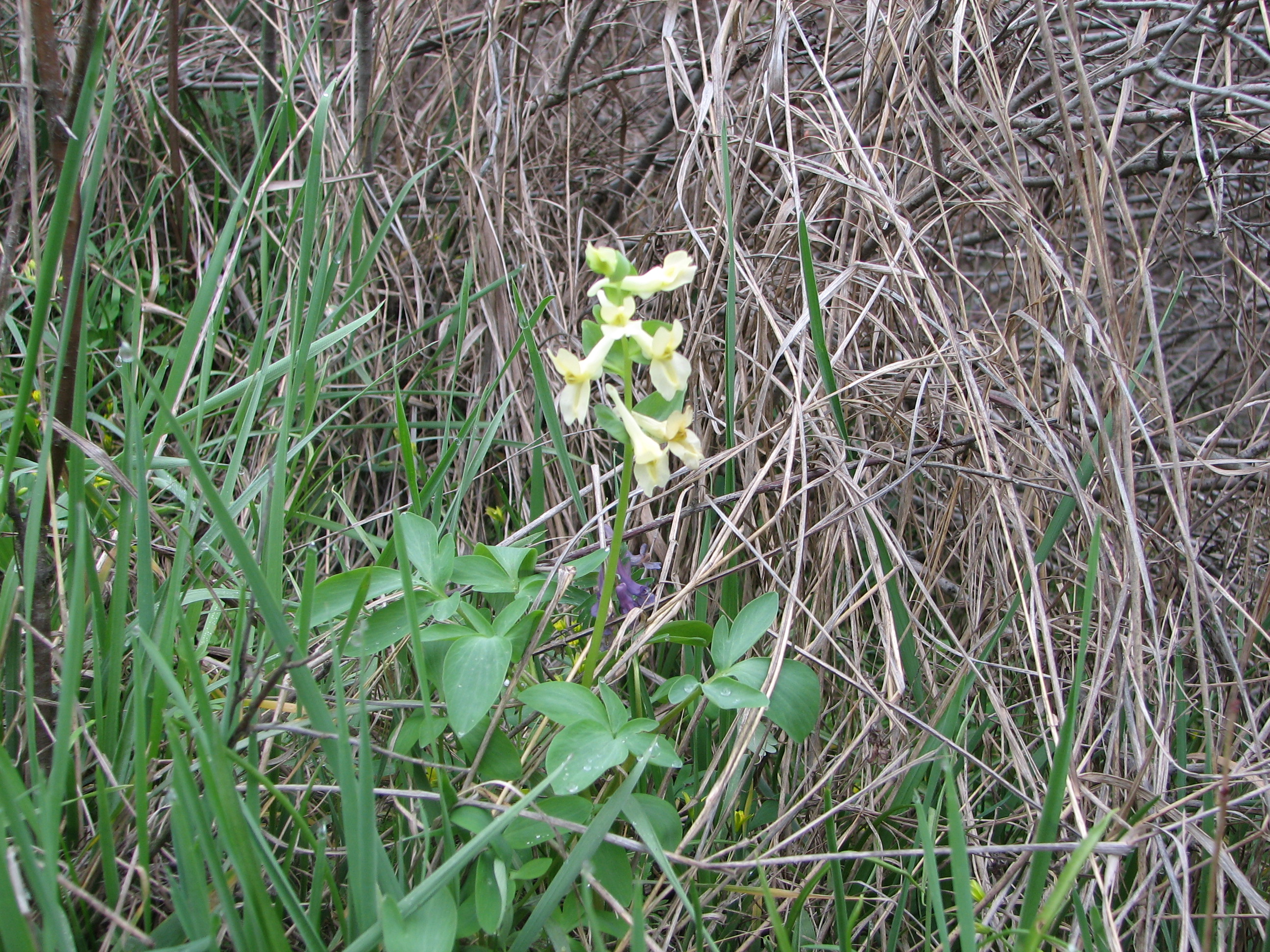 Corydalis cava subsp. marschalliana (Willd.) Hayek