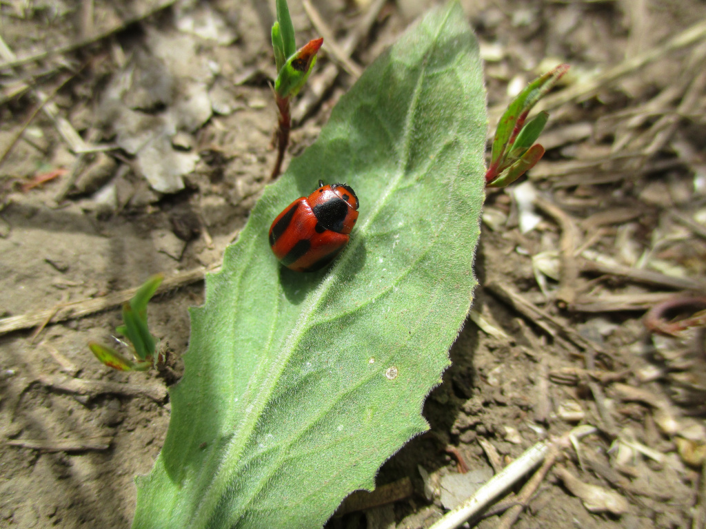 Entomoscelis adonidis (Pallas, 1771)