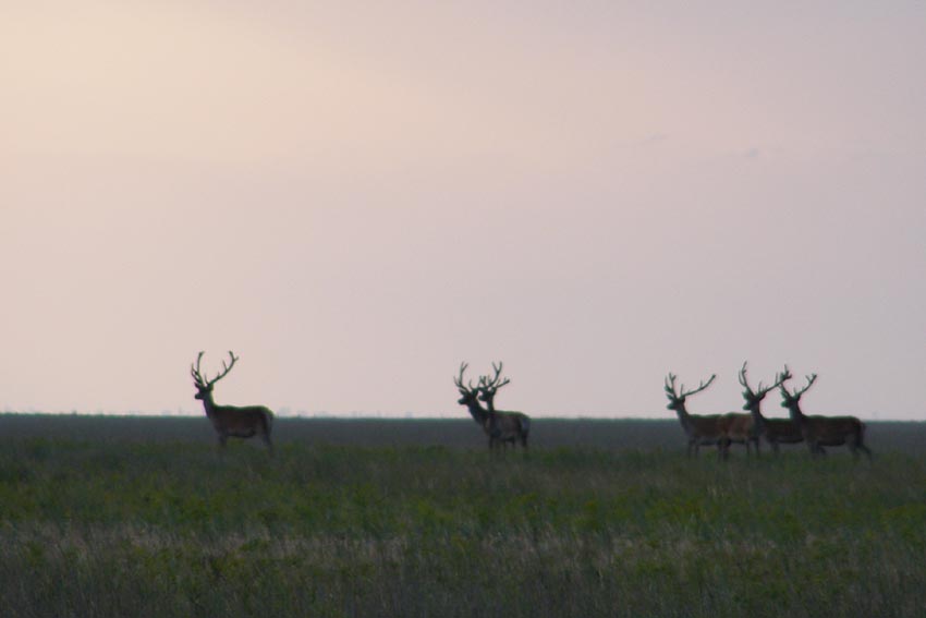 Cervus elaphus Linnaeus, 1758