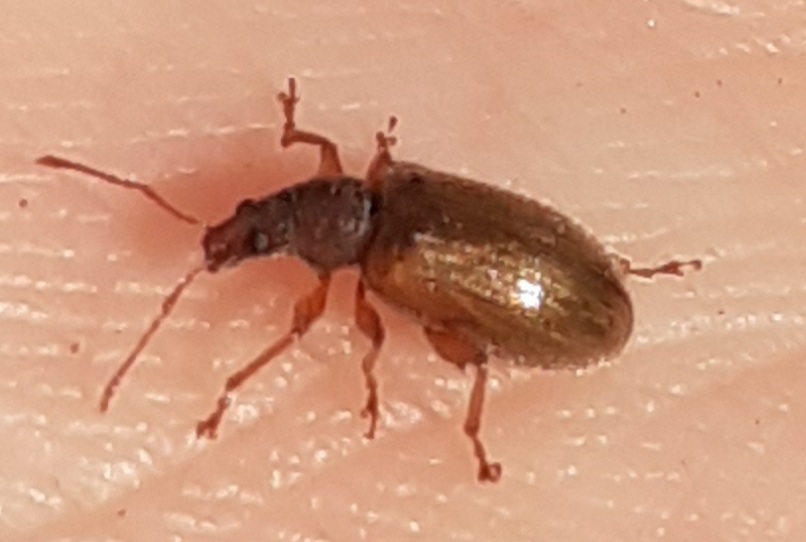 Phyllobius (Nemoicus) oblongus (Linnaeus, 1758)