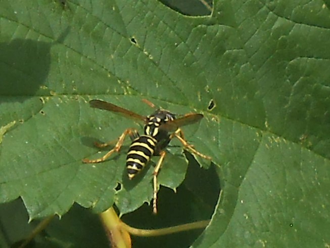 Polistes nimpha (Christ, 1791)