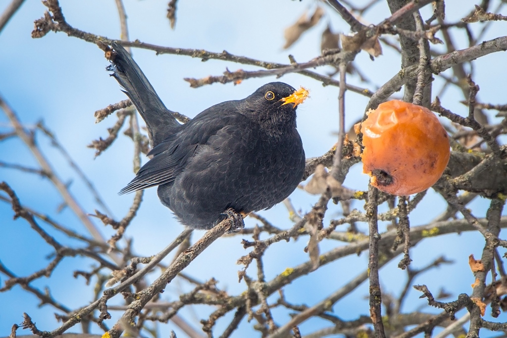 Turdus merula Linnaeus, 1758