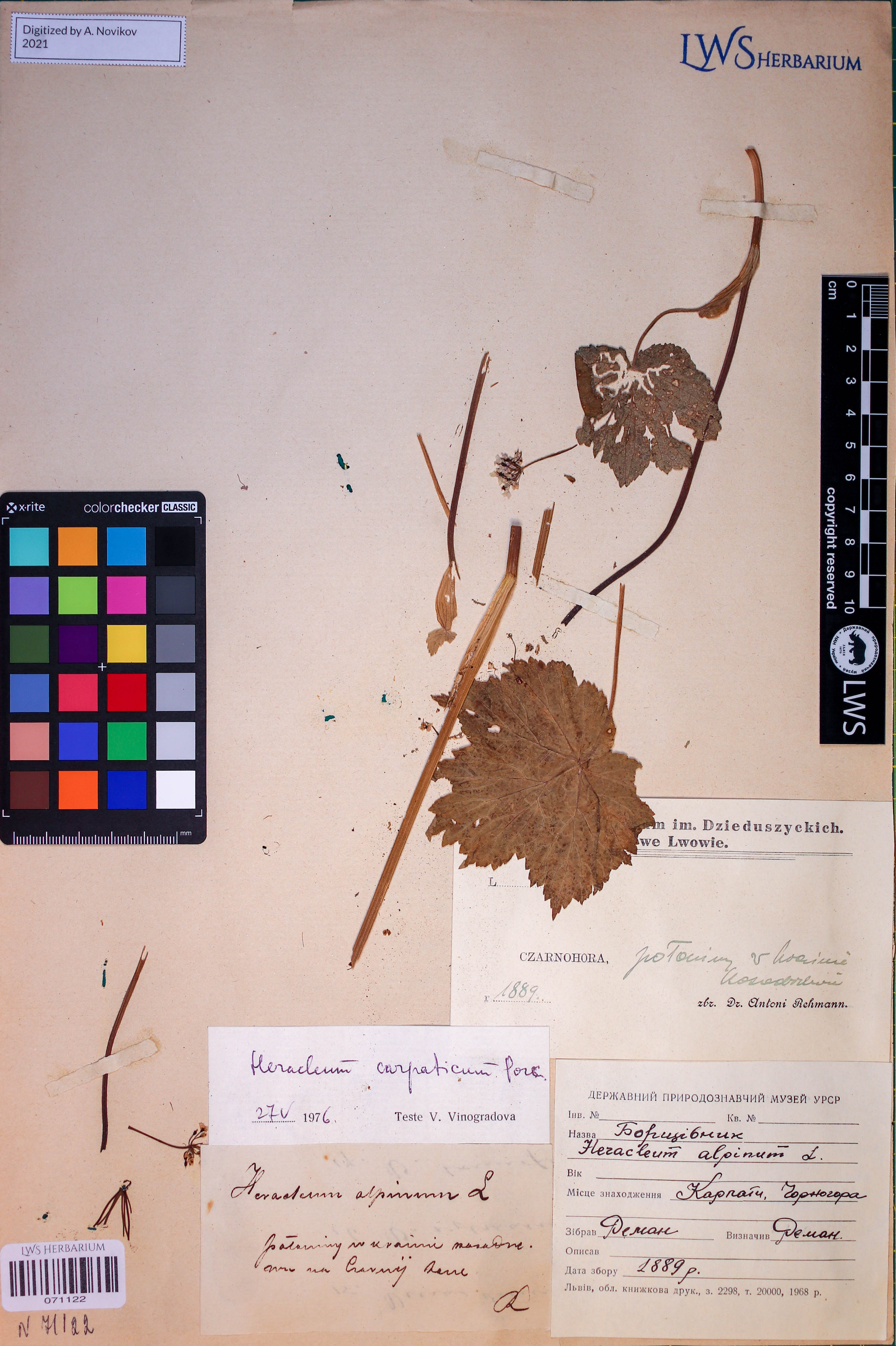 Heracleum carpaticum Porcius