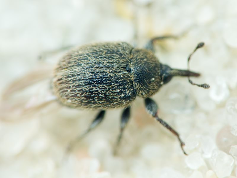 Rhinusa tetra (Fabricius, 1792)