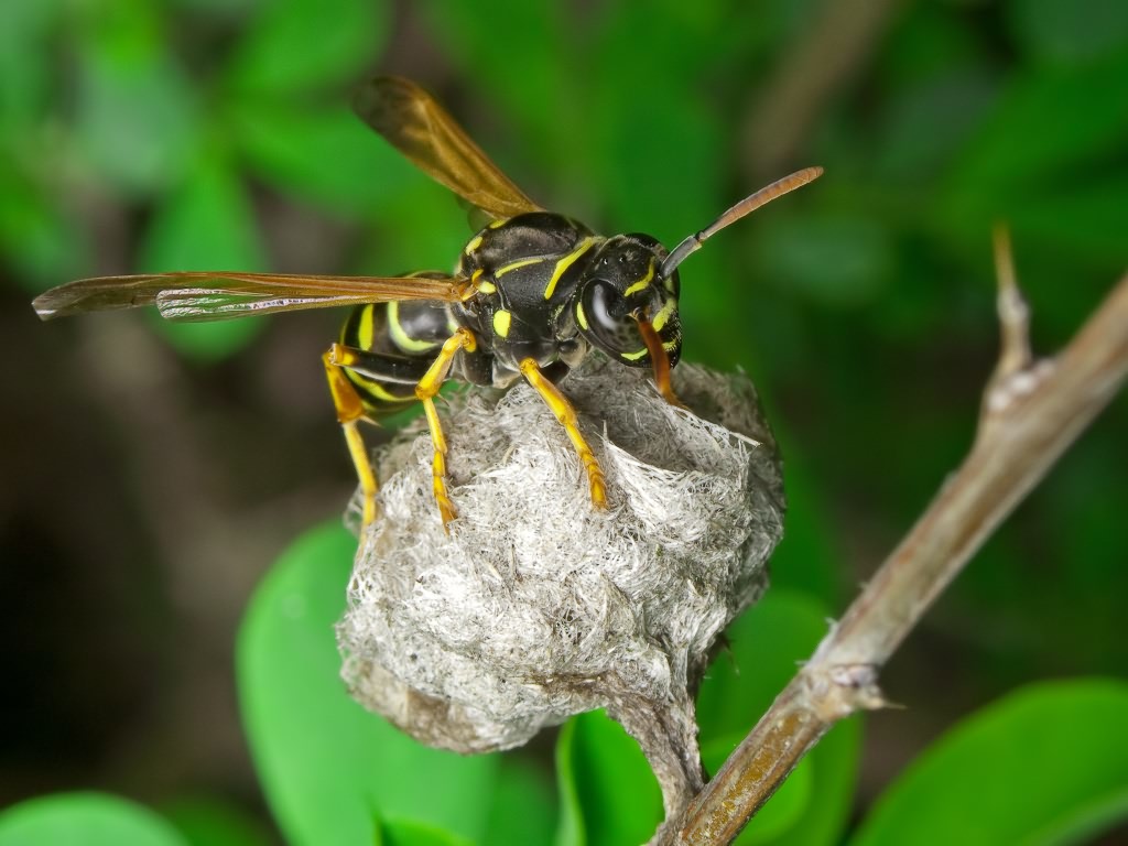 Polistes nimpha (Christ, 1791)