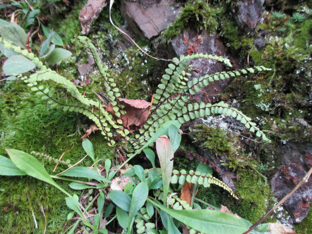 Asplenium trichomanes L.