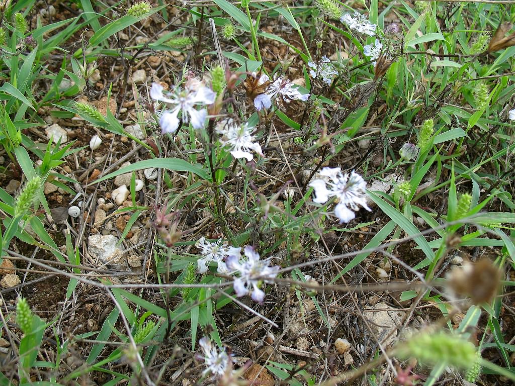 Nigella arvensis L.