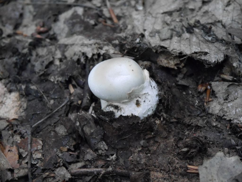 Amanita phalloides (Vaill. ex Fr.) Link