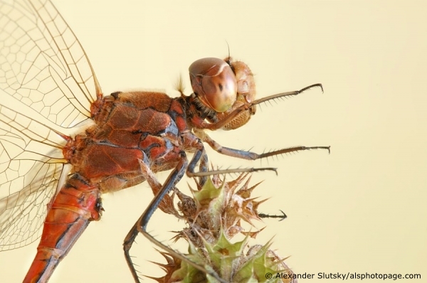 Sympetrum vulgatum (Linnaeus, 1758)