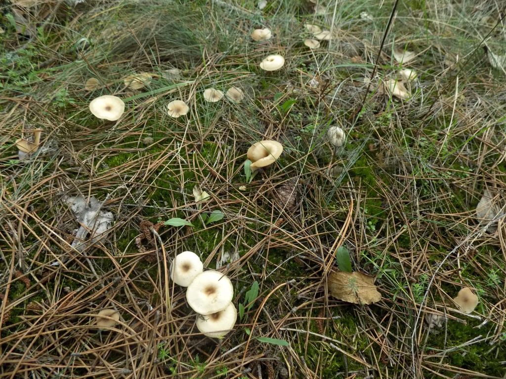 Agaricales