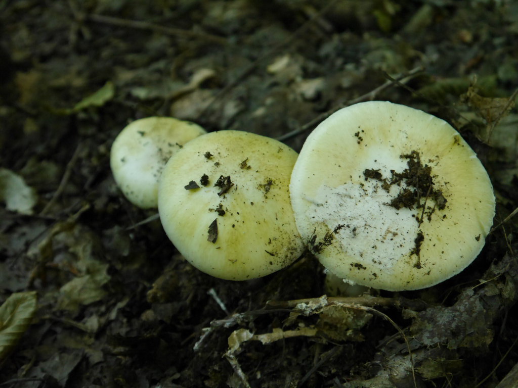 Amanita phalloides (Vaill. ex Fr.) Link