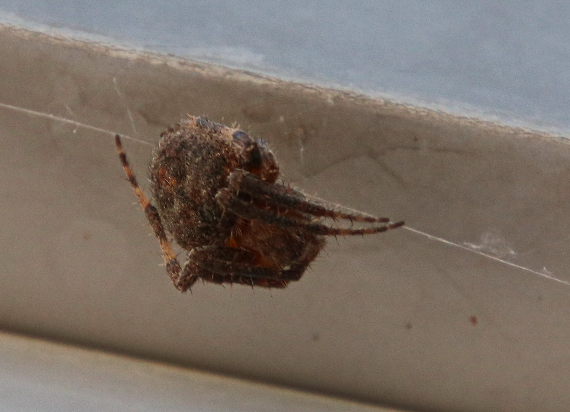 Araneus