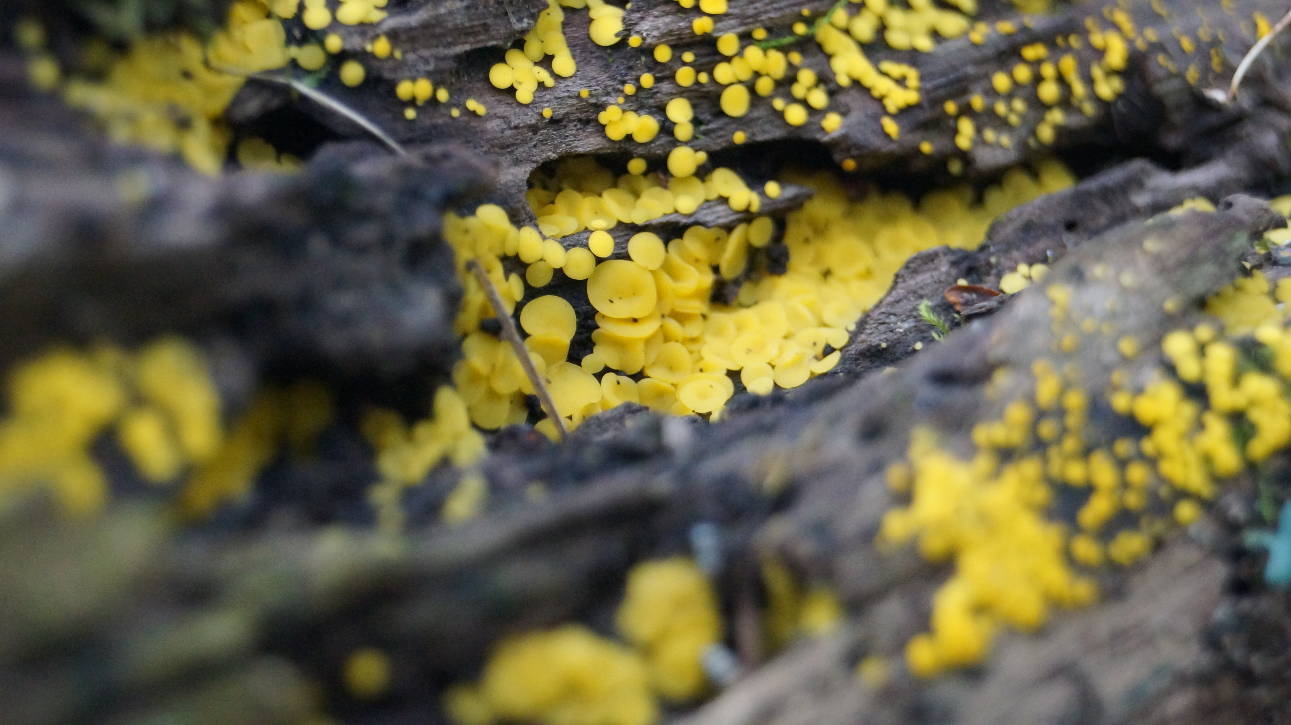 Calycina citrina (Hedw.) Gray