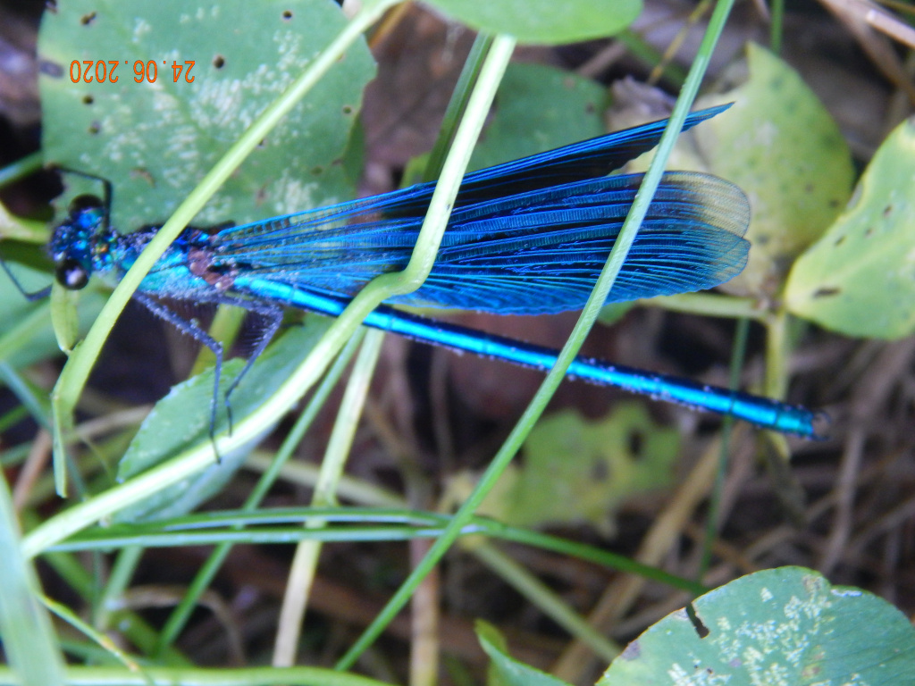 Calopteryx splendens (Harris, 1782)