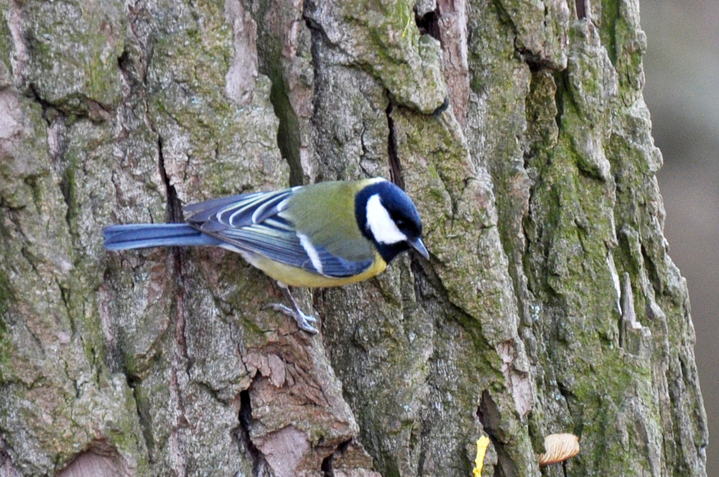 Parus major Linnaeus, 1758