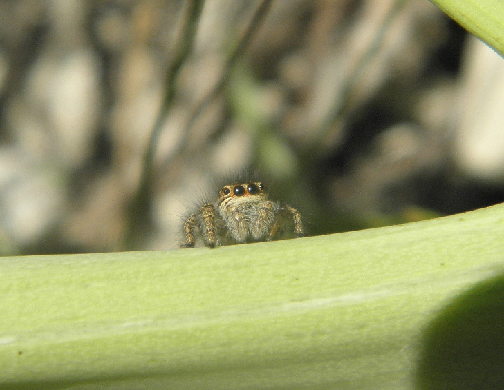 Philaeus chrysops