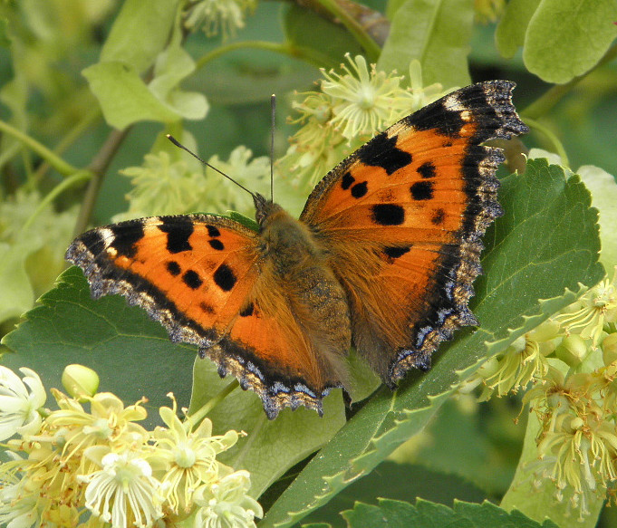 Nymphalis xanthomelas (Esper, 1781)