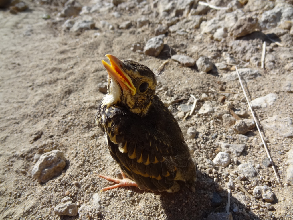 Turdus philomelos C.L.Brehm, 1831