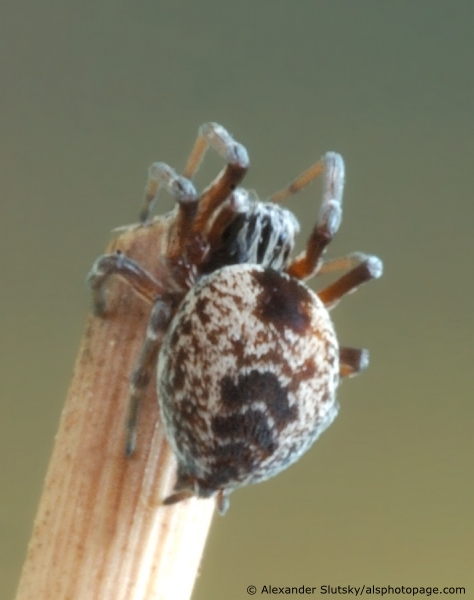 Dictyna arundinacea (Linnaeus, 1758)
