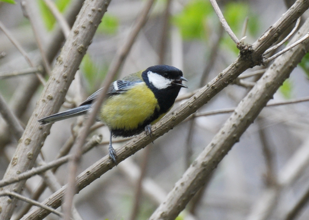 Parus major Linnaeus, 1758