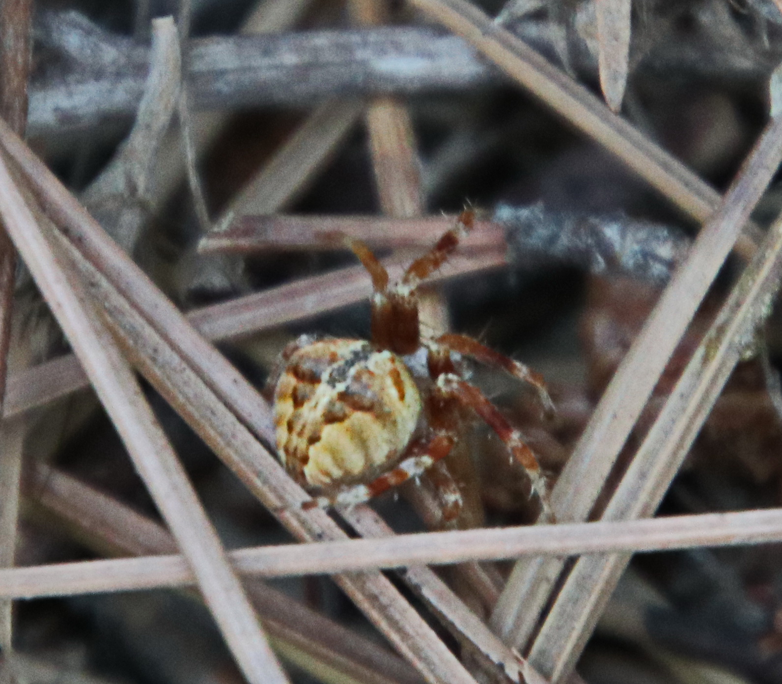 Araneus