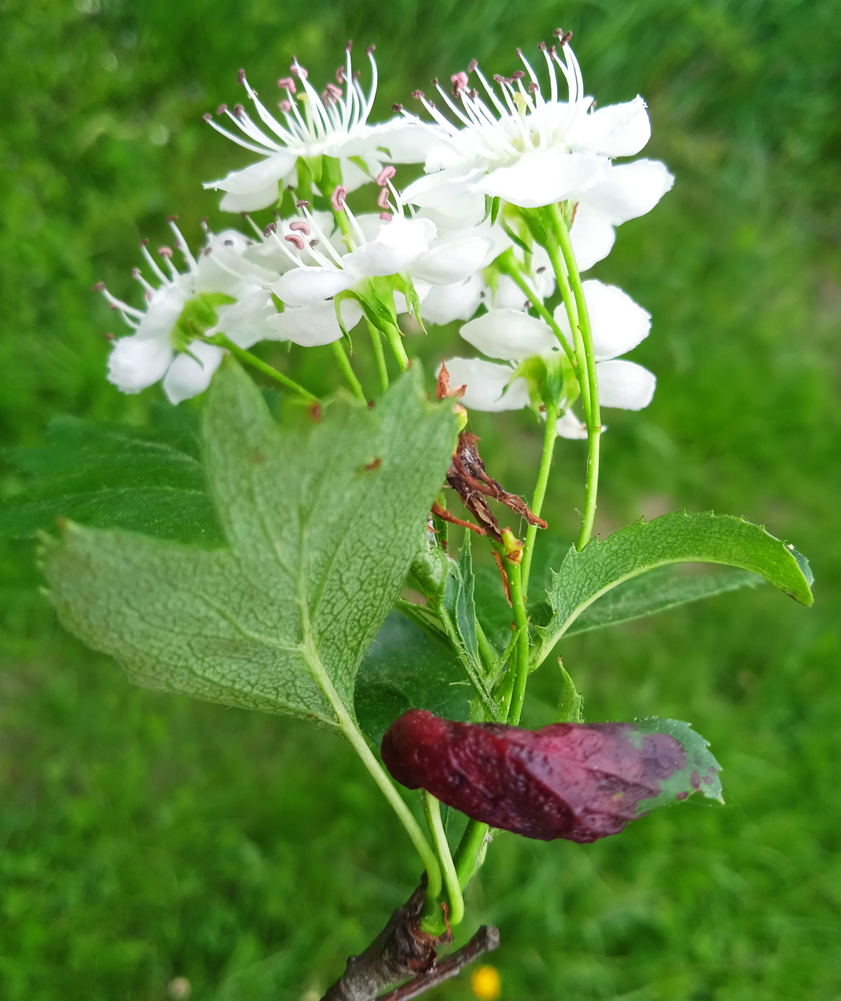 Crataegus monogyna Jacq.