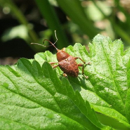 Curculio glandium Marsham, 1802