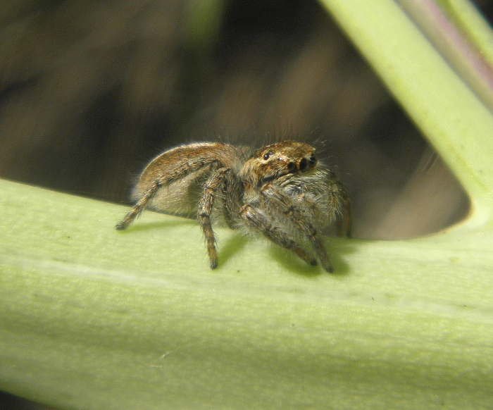Philaeus chrysops