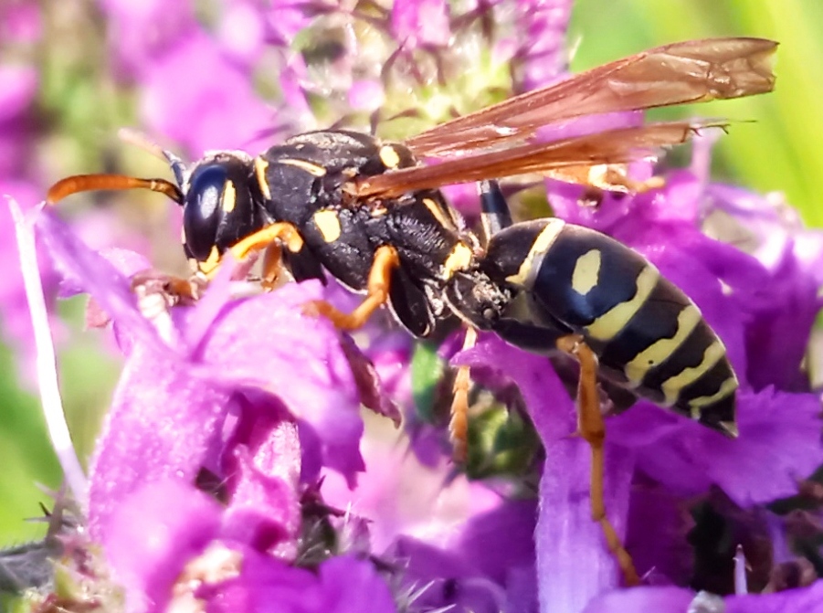 Polistes nimpha (Christ, 1791)