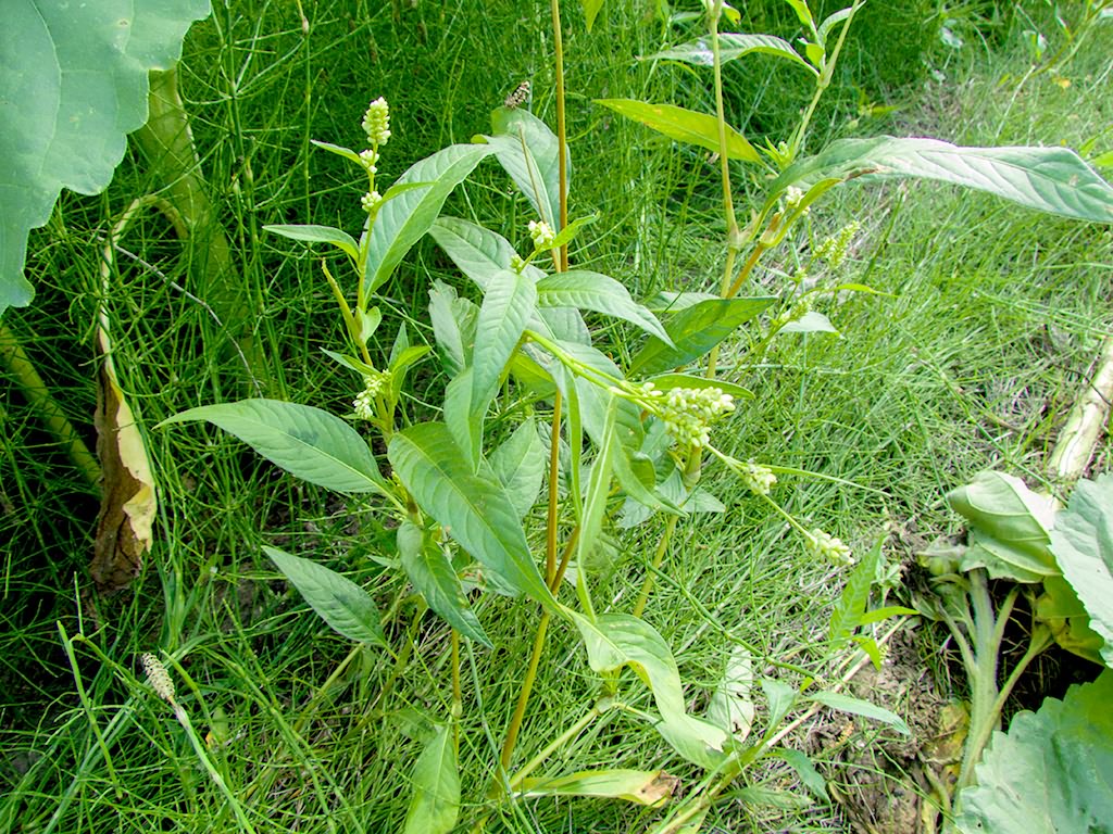 Persicaria lapathifolia subsp. pallida (With.) Á.Löve & D.Löve