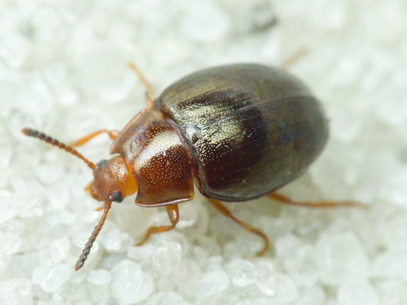 Scaphidema metallicum (Fabricius, 1792)