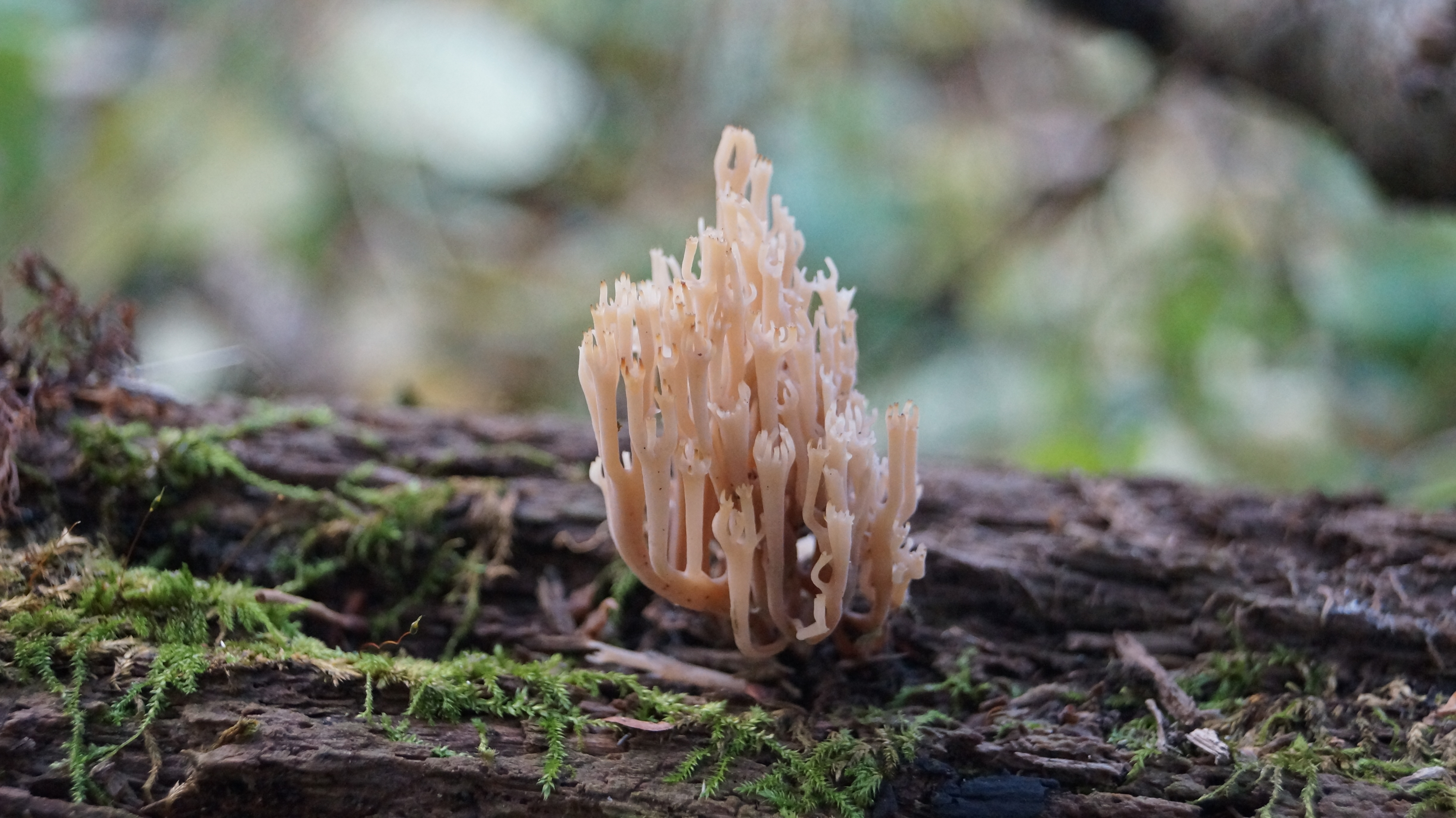 Artomyces pyxidatus (Pers.) Jülich