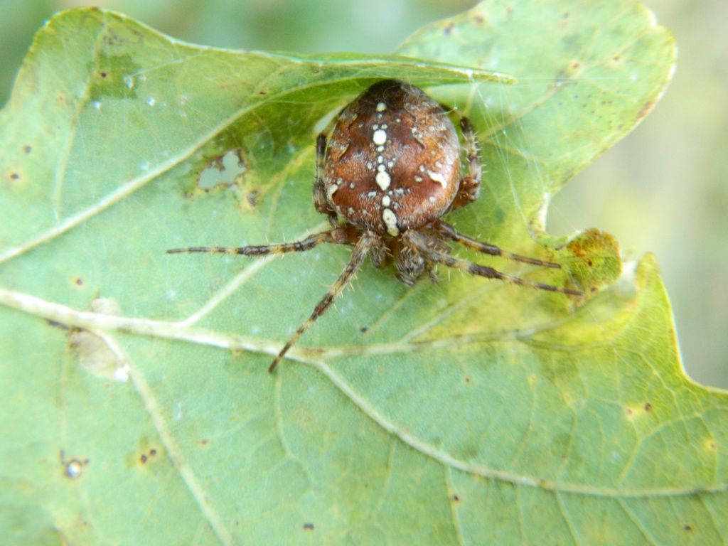Araneus diadematus Clerck, 1757