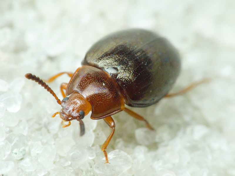 Scaphidema metallicum (Fabricius, 1792)