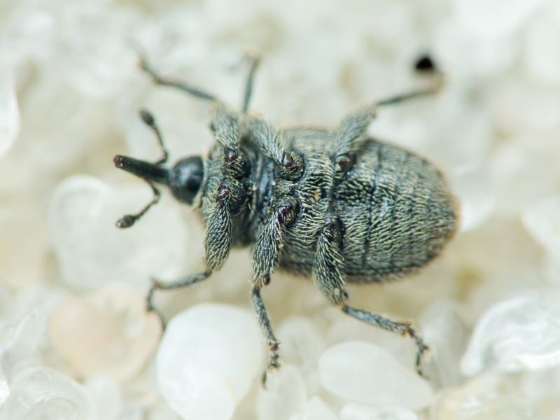 Rhinusa tetra (Fabricius, 1792)