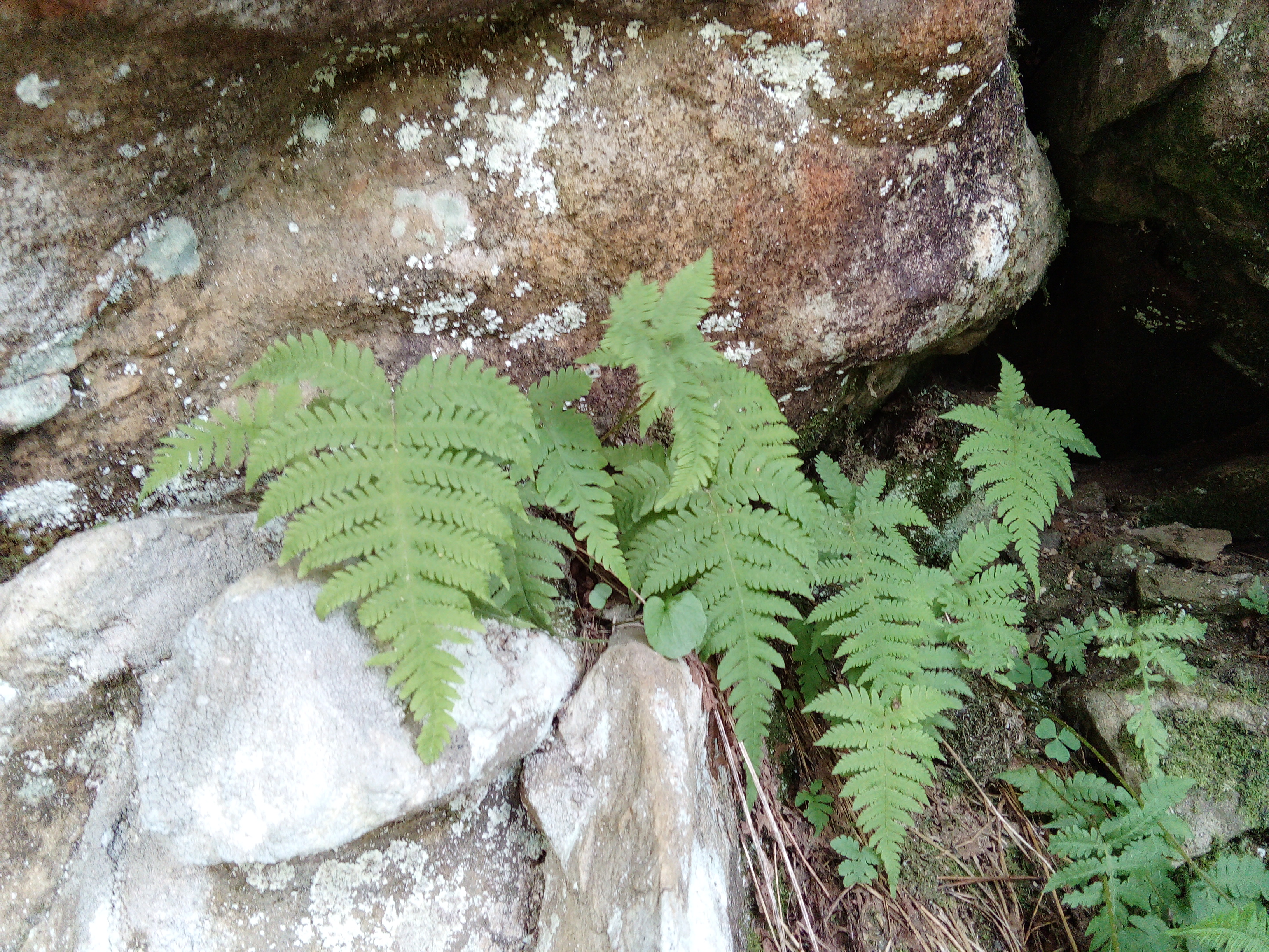 Phegopteris connectilis (Michx.) Watt