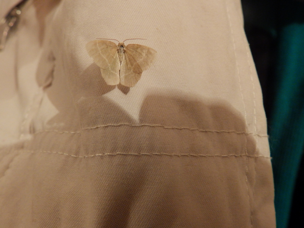 Geometridae